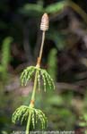 Kvikkjokk plants-<i>Equisetum sylvestris</i>