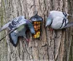They even look after the pigeons in this town.
