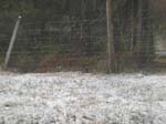 La Laponie: il neige !