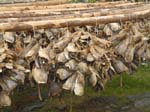 80% sont export�s en Italie