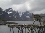 Hamn�ya: de la morue ...