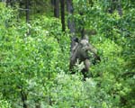 ... a moose along the way