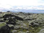 Kirkjub�jarklaustur: mousse (lichen) de lave