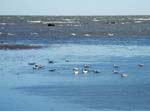 Des oiseaux partout ...