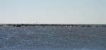 ... des cormorants