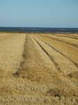 C�te est: cultures de bl�