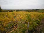 Vinsk�rd l�ngre norrut i Anjou ...