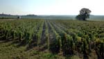 Les vignes de Bourgogne