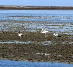 La Camargue: des flamants roses ...