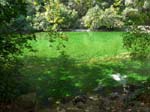 La Sorgue est tr�s verte !