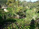 Roof greenery ...
