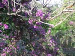 Bougainvillea