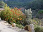 Poinsettia and olive tree