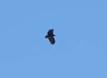 ... un aigle