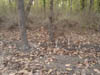 47410