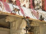 Des singes langur