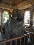Le taureau �Nandi�