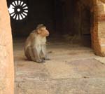 Un singe Macaque