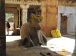Le taureau Nandi