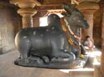 Le taureau Nandi