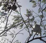 Vid Pandava-grottorna: Langurapor