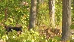 �Dhole�: Vilda hundar