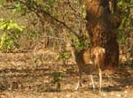 Chital (axishjort): Hona ...