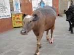 37230 Elles ne sont pas press�s