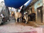 37680 Au pied de notre h�tel: des vaches !