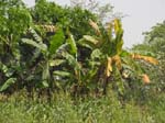 Le paysage autour