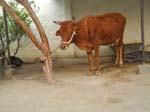 The cow that feeds the entire family