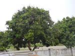 Lychee trees