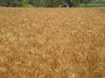 Wheat