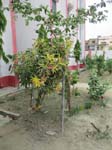 ... with a PPI tree planting project