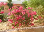 Bougainvillea ...