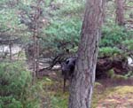 Un jeune cerf en visite