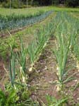 Les onions d'abord ...