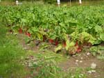 ... les salades ensuite ...