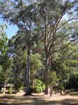 Mount Field: un parc national pr�s de Hobart