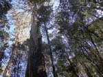 Eucalyptus
