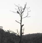 Kookaburra