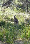 Pas de kangourou mais un wallaby