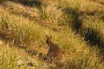 Un Wallaby