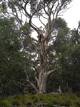 Eukalyptus