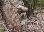 En annan koala