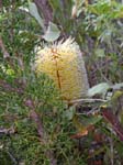 Banksia (�Bottlebrush�)