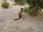 ... mindre Wallaby ...