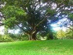 Les jardins botaniques royaux