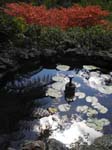 The Campbell Rhododendron Garden