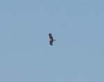 Un aigle